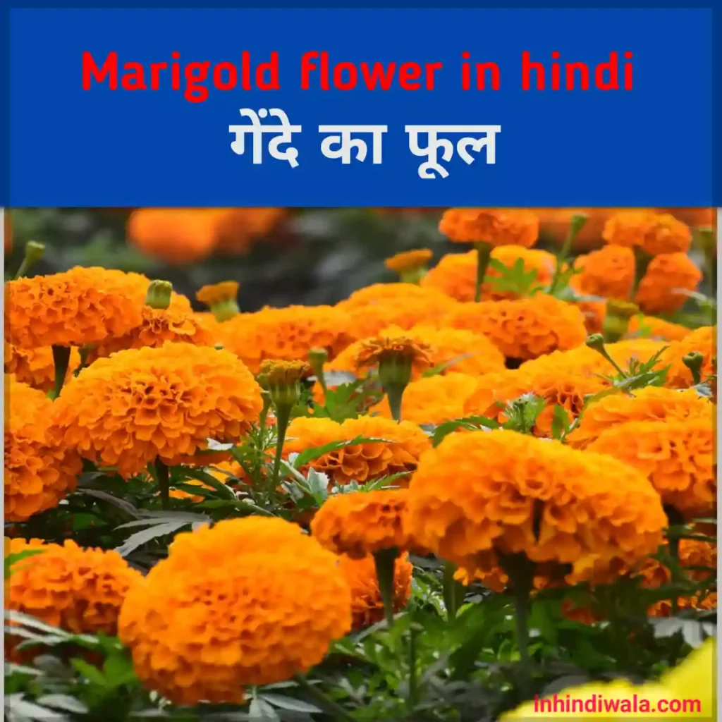Marigold flower in Hindi