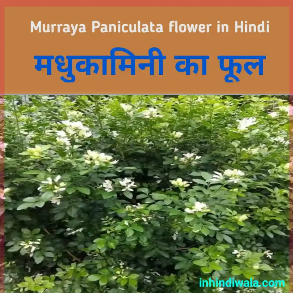 Murraya Paniculata flower in Hindi